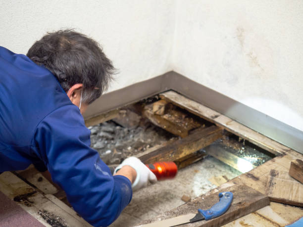 Best Local Mold Removal Service  in St Paul, MO