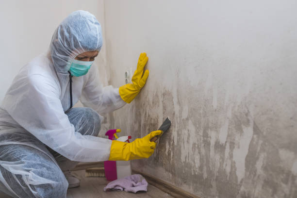 Best Mold Testing  in St Paul, MO